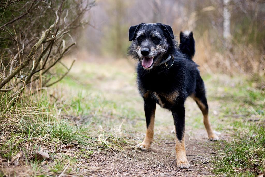 Lucky, Samiec · Kundelek / mieszaniec · rozmiar mały