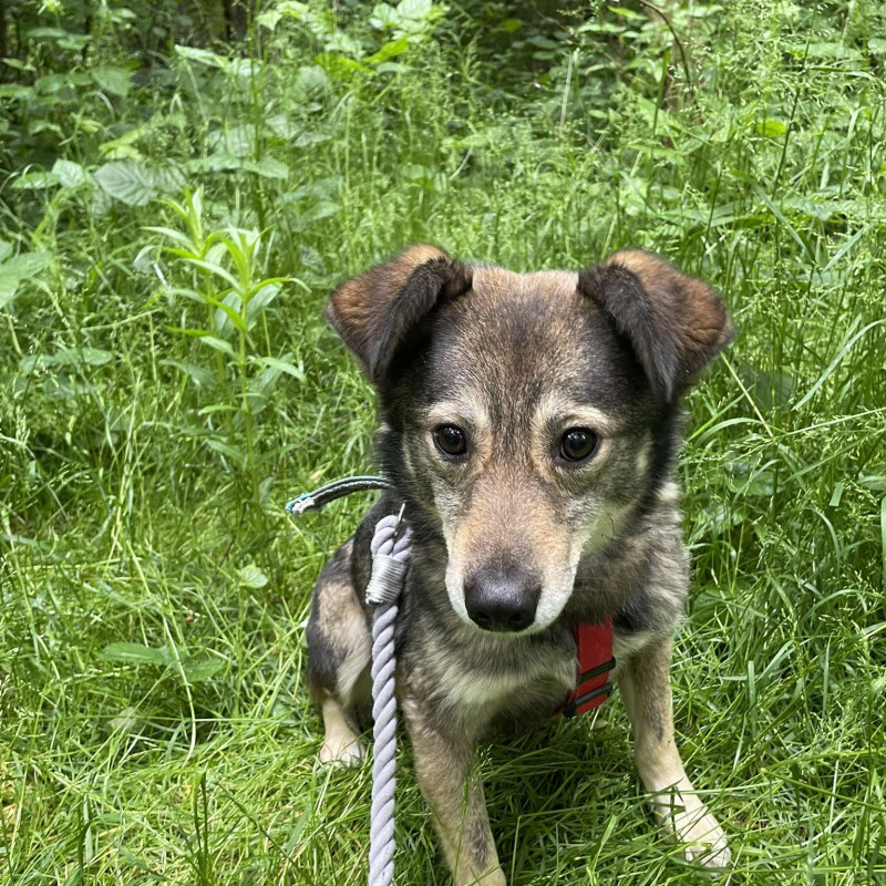 Piotrek, Male · Mieszaniec · 8 years