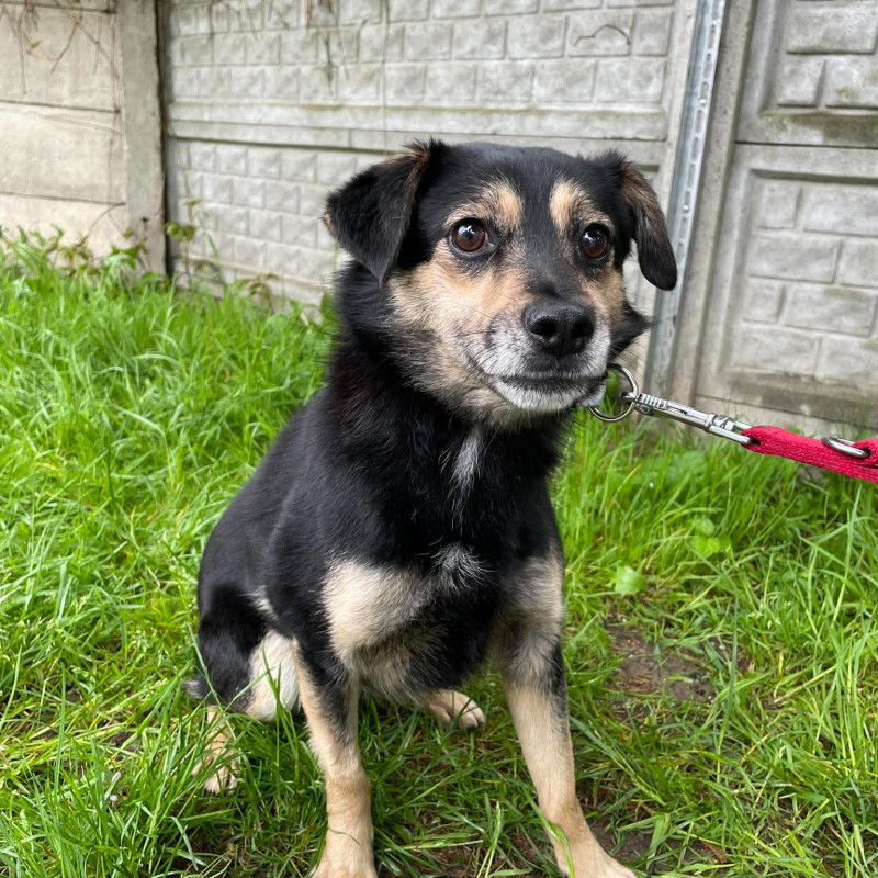 Staszek, Male · Mieszaniec · 4 years