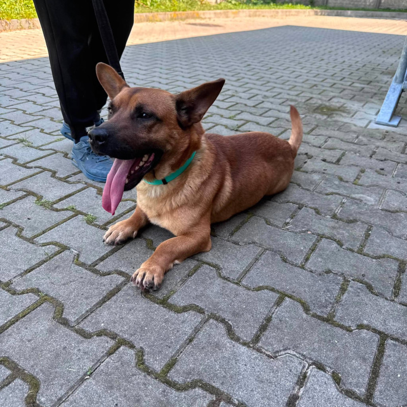 Marek, Male · Mieszaniec · 3 years