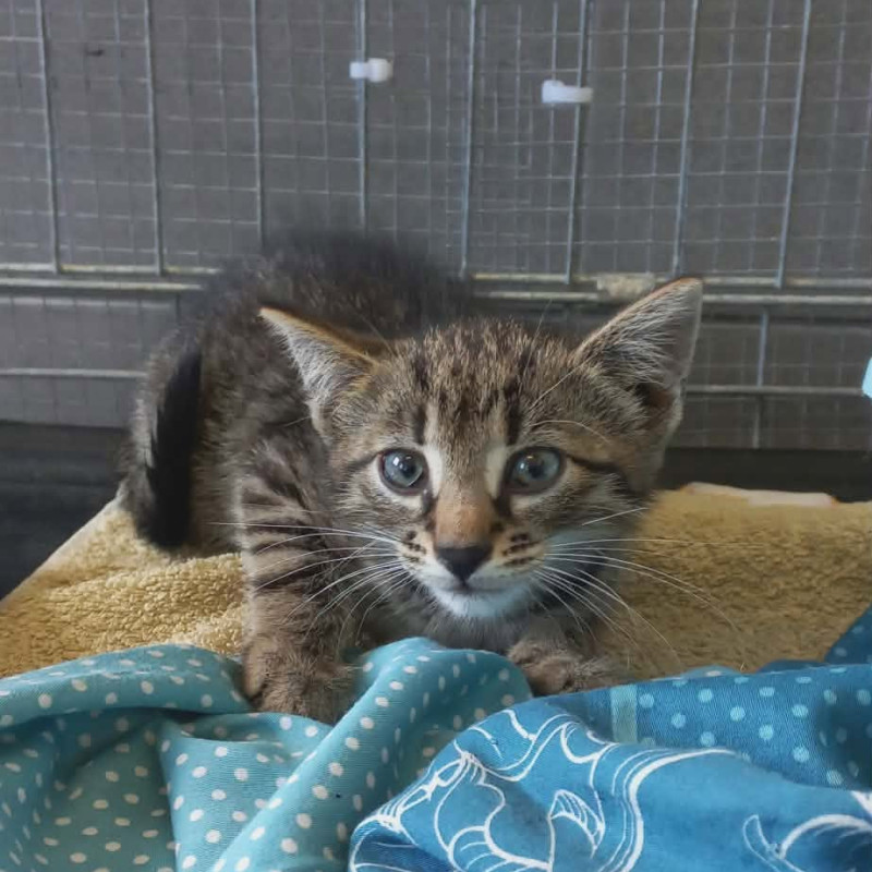 Gloria, Male · Dachowiec · Under 1 year