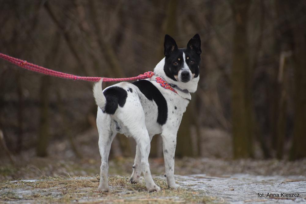ROKI, Male · Mieszaniec · 4 years