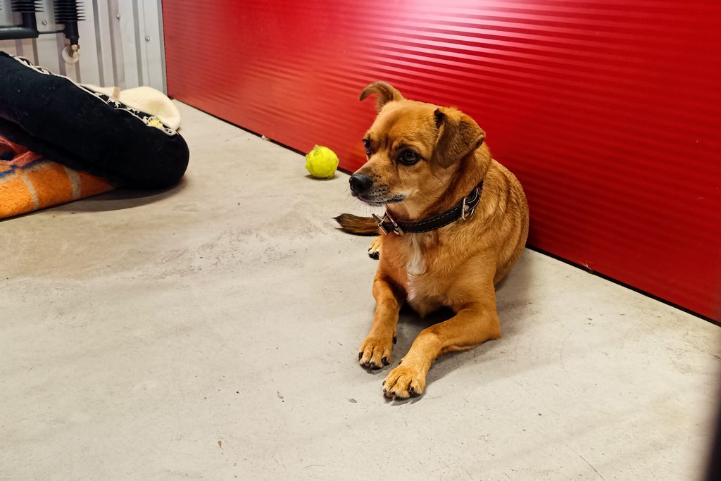 Lisek, Dog · Small size