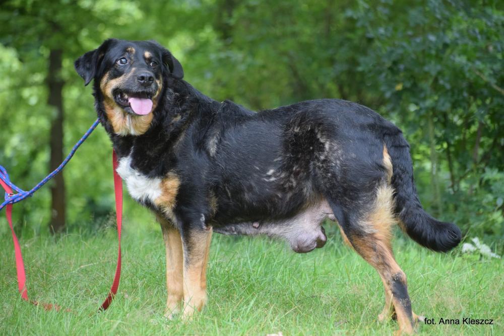 SARA, Female · Mieszaniec · 7 years