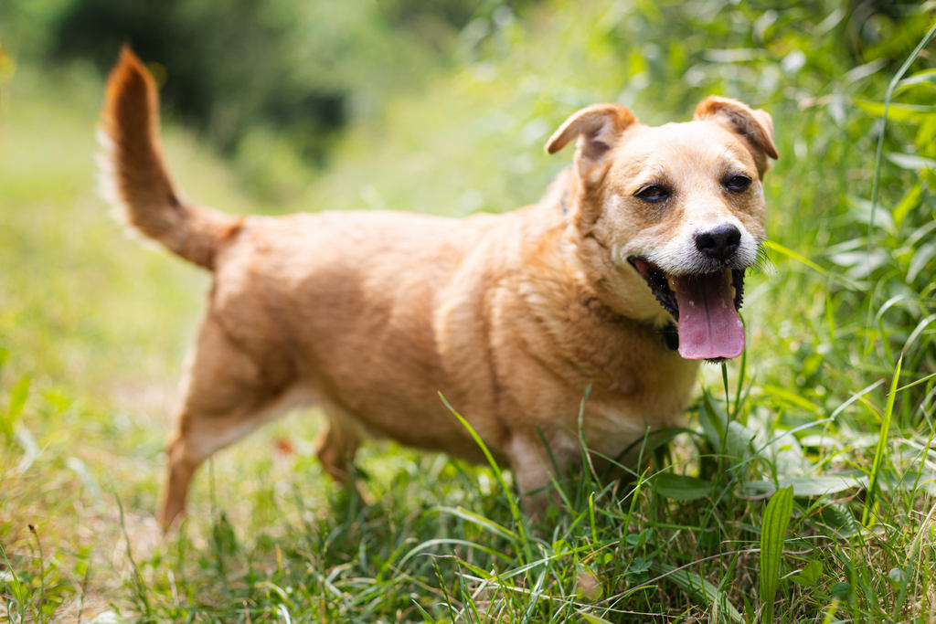 Rudy, Dog · Small size