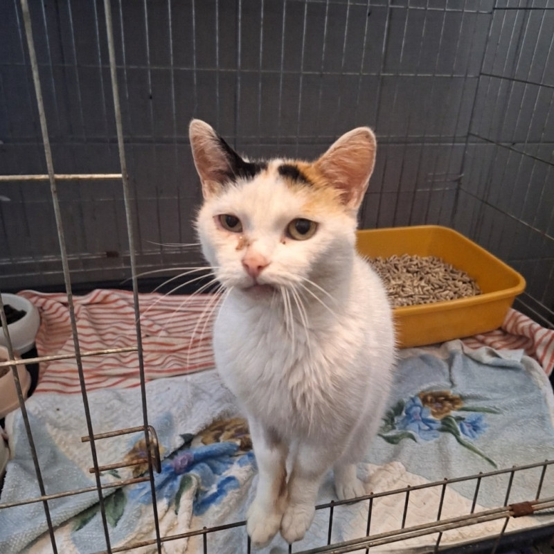 Caryca Katarzyna (B94), Samica · Dachowiec · 8 lat