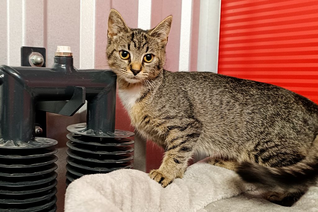 Kimi, Female · Cat